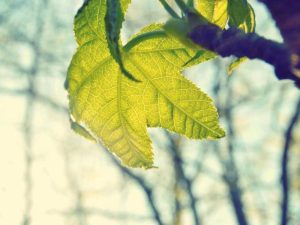 Local Farmers Market Returns for Winter Season