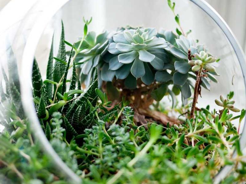 Restaurant Week Returns to Cambridge and Somerville